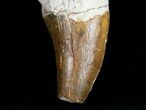 Large Basilosaur (Zygorhiza) Tooth - Primitive Whale #11428-5